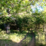 Lugar conocido por cuatro caminos. Don Quijote y Rocinante