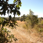 Prado Concejil