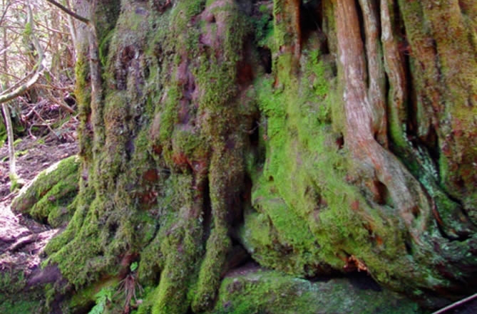 Bosque del Tejedelo